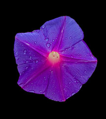 Morning Glory Flower with Water Droplets in a black background