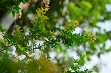 green plants