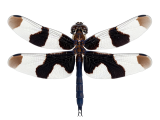 Isolated Dragonfly with Open Wings Black Pattern