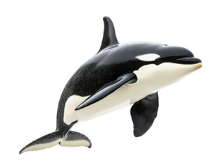 Obraz premium Isolated Orca Whale Leaping
