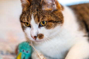 Portrait de chat