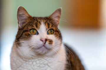 Portrait de chat