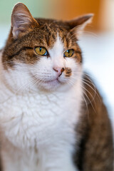 Obraz premium Portrait de chat