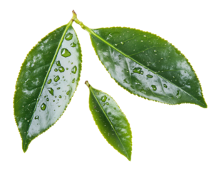 Isolated Three Green Tea Leaves with Water Drops