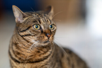 Obraz premium Portrait de chat
