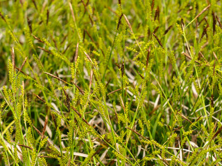 Weißgestreifte Japan-Segge - Carex morrowii