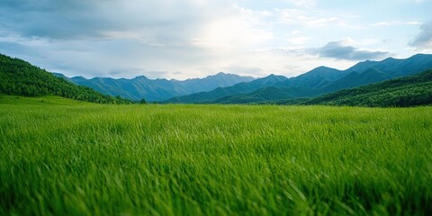 Obraz premium grassland scene
