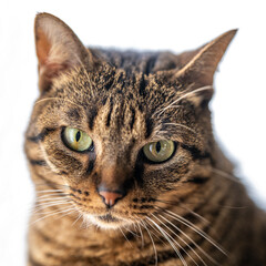 Portrait de chat