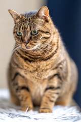 Portrait de chat