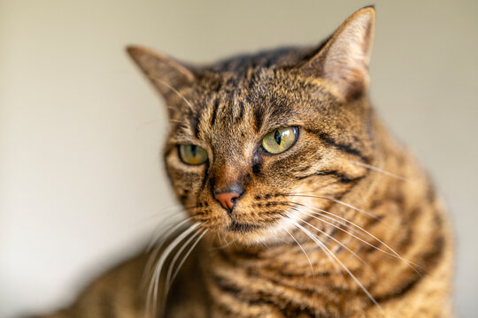 Portrait de chat