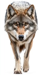 Fototapeta premium A close-up image of a wolf walking towards the viewer, showcasing its intense gaze and fur texture.