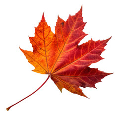 Obraz premium red maple leaf