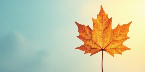 Fototapeta premium A Single Dried Maple Leaf Against a Soft Sky Background, Perfect for Autumnal Designs and Seasonal Projects
