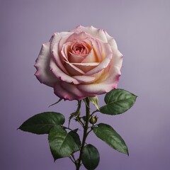 A pink rose in full bloom against a soft purple and white ombre background.