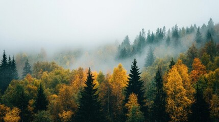 Obraz premium Misty forest with vibrant autumn foliage and serene atmosphere.