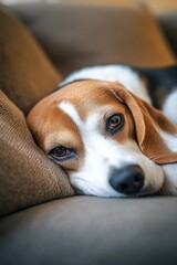 Obraz premium Brown and White Dog on Couch