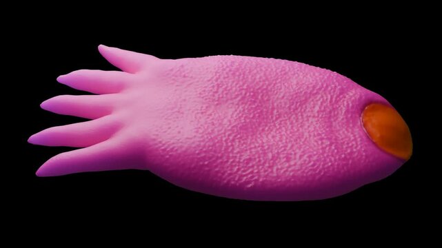 Temnocephalid flatworms are a fascinating group of small, mostly commensal or ectoparasitic flatworms that primarily live on freshwater crustaceans like crayfish and shrimp