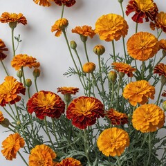 Obraz premium A bunch of bright marigolds against a soft white background with pastel accents.