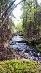 Obraz premium Rolling Brook of Maine