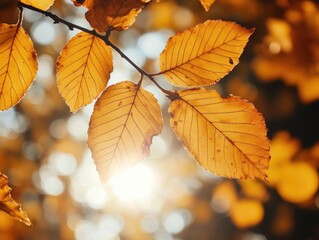 Obraz premium Sunlight filtering through tree leaves