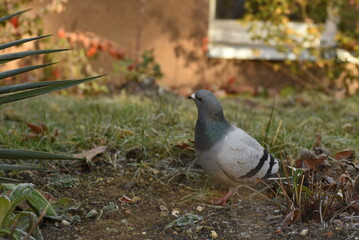 pigeon on the grass