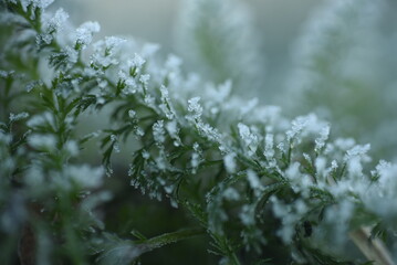 frost on plant