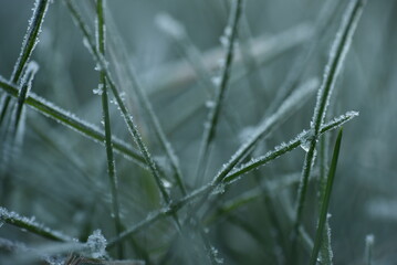 grass in the snow