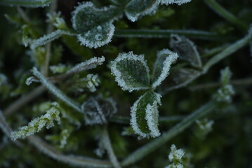 frost covered branches