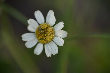 Obraz premium frost daisy flower