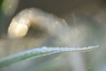 frost on grass 