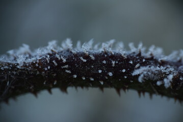 snow covered needles