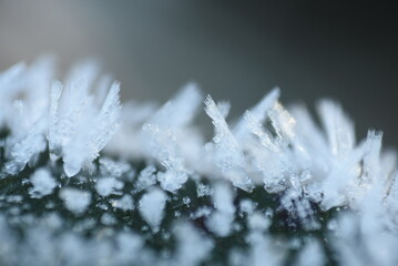 frost on the grass