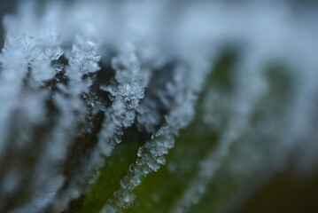 frost on the grass