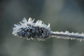 frost on a flower
