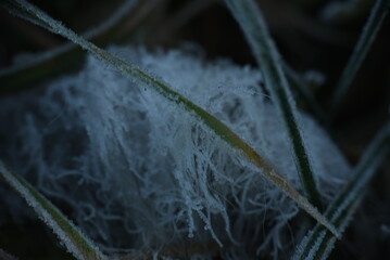frost on grass