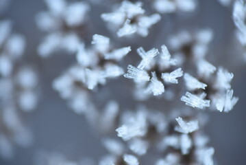 snow covered branches