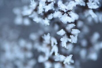 snow covered branches