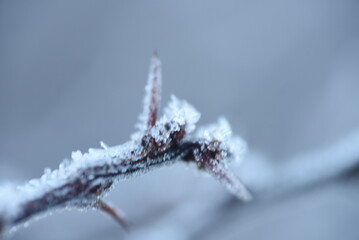icicles on a branch