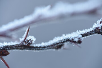 frost on a branch