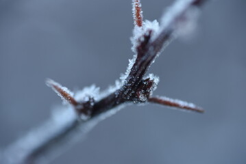 thorns on a branch