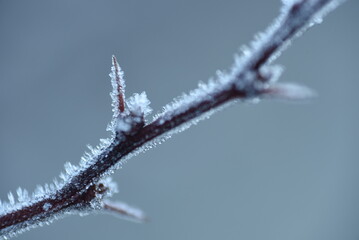thorns on the plant