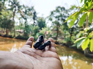 Small Bunch of Black Plum in Palm Under Sunlight: A Fresh Harvest Moment