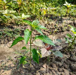 Small Chili Plant Thriving in a Vibrant Farm Field