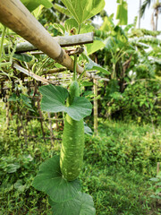 Fresh Bottle Gourd Growing in a Lush Farm: A Symbol of Healthy Agriculture