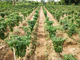 Row of Green Chili Plants with Clear Passage for Farmers in a Vibrant Agricultural Field