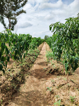 Row of Green Chili Plants with Clear Passage for Farmers in a Vibrant Agricultural Field