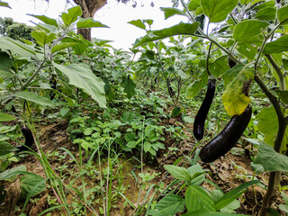 Row of Green Chili Plants with Clear Passage for Farmers in a Vibrant Agricultural Field