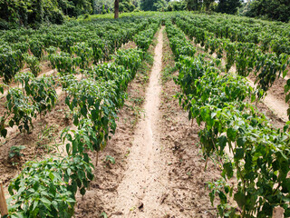 Row of Green Chili Plants with Clear Passage for Farmers in a Vibrant Agricultural Field
