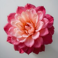 Lovely pink zinnia on a green background. Gardening, hobby.