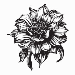 Aster flower Vector Image. Aster flower silhouette vector illustration